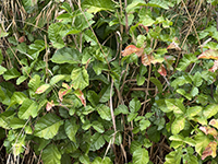 Leaves of 3, let it be. Poison oak is common in some areas.